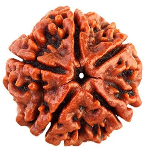 5 Mukhi Rudraksh